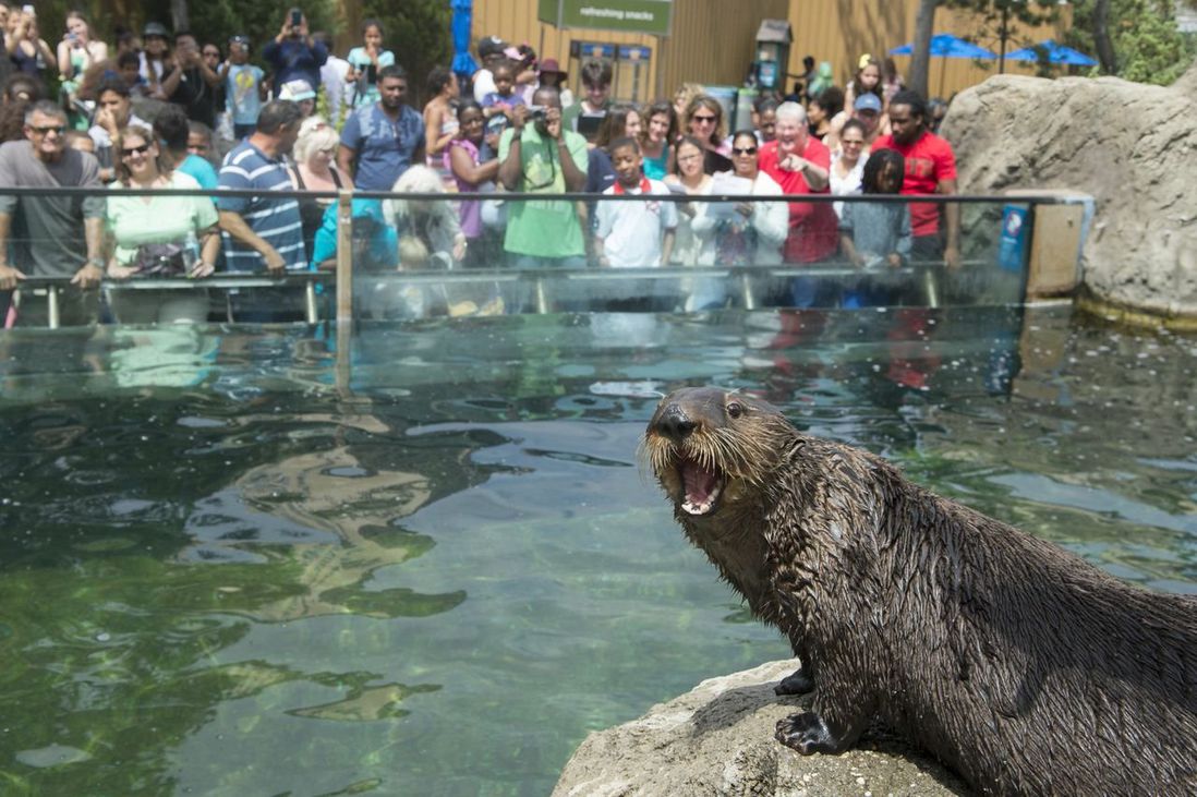Sea otter and crowd